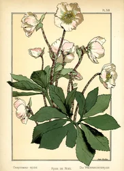 La rose de Noël